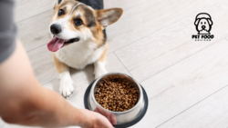 Is This Budget Friendly Choice Right for Your Dog