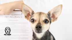 At Home Heartworm Care for Dogs A Smart Guide for Pet Owners