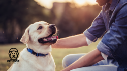 A Complete Guide to Choosing the Best Air Dried Dog Food