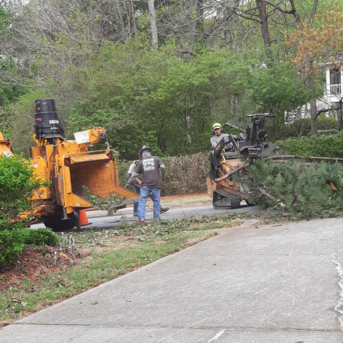 Tree Removal Service