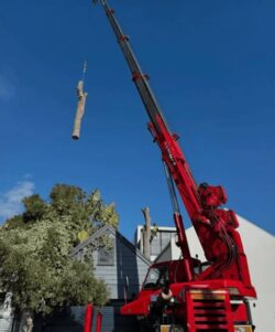 Tree Lopping North Shore