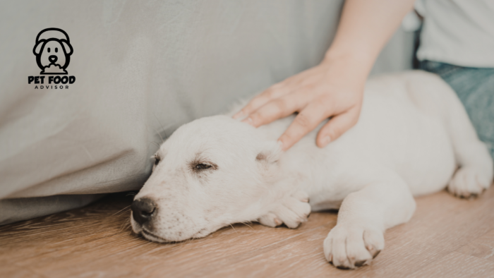 Best Dog Beds for Diggers to Keep Pets Comfortable