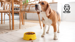 Honest Review of Natural Balance Dog Food and Benefits
