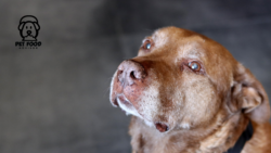Ancient Grains Dog Food for Healthier Active Dogs