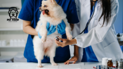 How to Use Trazodone for Dogs Safely