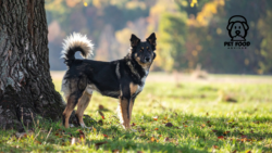 Barley in Dog Food: Benefits for Healthy Digestion