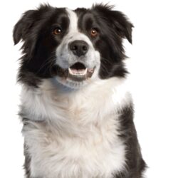 Dog bite insurance coverage