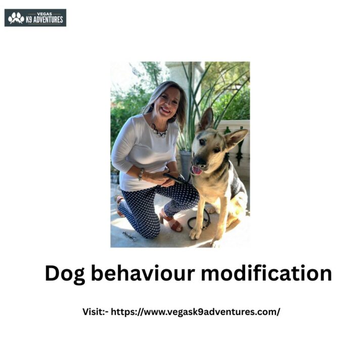 Effective Dog Behaviour Modification Programs