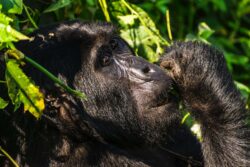 Uganda Gorilla Trekking Tours