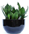 Best Hire Plants Melbourne Solutions at Affordable Prices