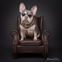 Top Pet Portrait in Singapore