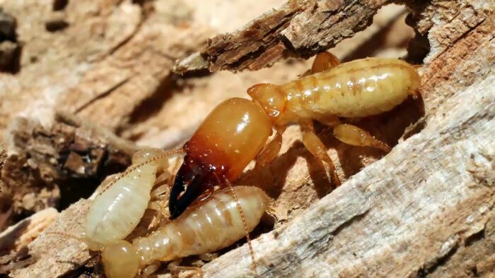 Why Hire a Termite Control Specialist for Complete Protection