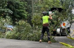 Tree Removal Western Sydney