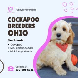 Find Affordable Cockapoo Breeders in Ohio