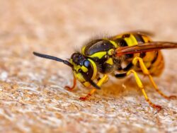 Avayda Pest Control Elevating Home Protection in West Kelowna