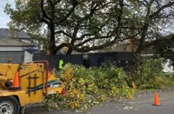 Tree Removal Doncaster