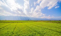 Build Roots With Farm Plots Near Bangalore From Anugraha Farms