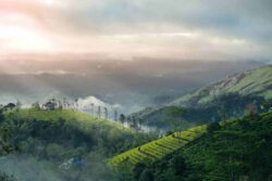 7-Day Complete Kerala Tour Package Travel Plan