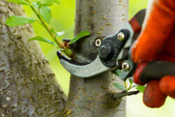 Tree Pruning Canberra