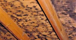 Mold in Attics, Basements, Ceilings and Crawl Spaces: The South Florida Dilemma