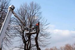 Tree Removal Mount Waverley