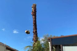 Tree Removal Templestowe