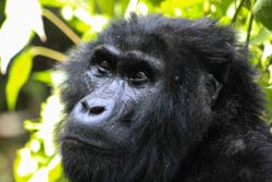 Best Uganda Gorilla Trekking Tours