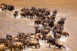 Top 5 Special Features to See in Tanzania National Parks on Safari in Tanzania