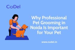 Why Professional Pet Grooming in Noida Is Important for Your Pet