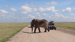 10 Days Kenya Tanzania safari holiday