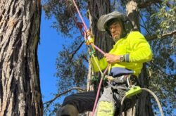 Tree Removal Western Sydney