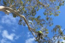 Tree Removal Mount Waverley