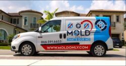 Mold Only: Who South Florida Calls On for Professional Mold Remediation Services