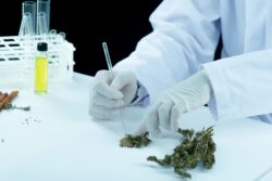 WV Medical Marijuanas Card Renewal Online