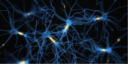 Screening neuroprotective agents