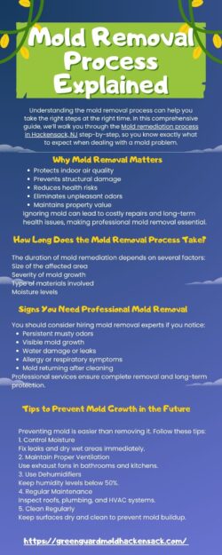 What to Expect During Professional Mold Removal