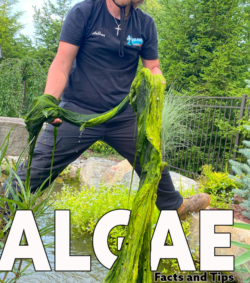 Not All Pond Algae Is Bad: What NJ Pond Owners Need to Know.