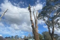 Tree Removal Balwyn