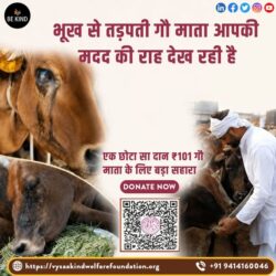 Cow dontion