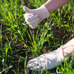 Get This Eco Managed Agriculture Land For Sale In Bangalore Equipped With Active Rainwater Recha ...