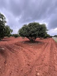 Buy Agricultural Land In Bangalore For Sale With Clear Titles From Anugraha Farms
