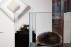 Glass Box Display Cases | Plinths UK