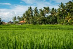 Farm Land Sale Bangalore – Find Your Ideal Investment at Lakeview Farms