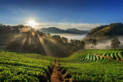 1 Acre Land Price in Bangalore – Invest Smartly with Sangam Farms