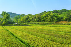 Farming Land Near Bangalore – A Peaceful Investment by Sangam Farms