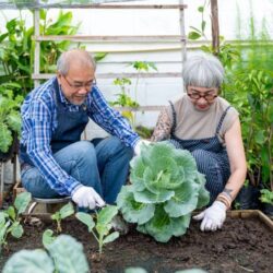 Gardening Aids for Seniors : Make Gardening Safer & Easier | BetterCareMarket