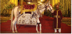 Wedding Ghodi Price in Delhi | Ghodi Booking for Weddings | Sohan Lal & Sons Ghoriwala