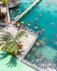 Explore Cayman Turtle Centre Tours | Unforgettable Grand Cayman Wildlife Adventures