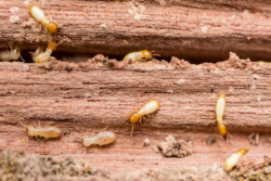 What are Different Types of Ways Through Which You Can Remove Termites?