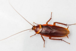 How Professional Pest Control Adds Value to Your Home in Elmhurst!